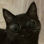 Meow