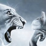 Angry Lion vs Chill Monkey