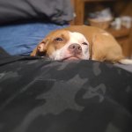 Dog resting head on booty