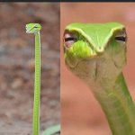 Judging snake