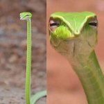 Snake judging