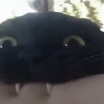 Teethy cat