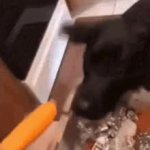 Dog eats carrot GIF Template