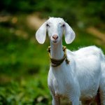 The goat