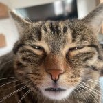 What in the world Cat
