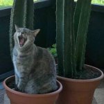 cat-cus