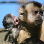 baby monke yelling at mom meme