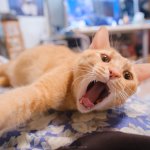 Cat say NOOO