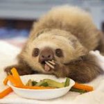 SLOTH KAM meme