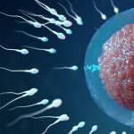 Spermatozoids