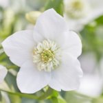 white flower