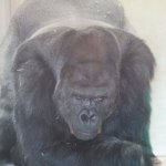 Gorilla meme