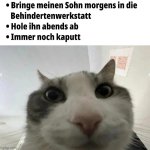 cat stare top text