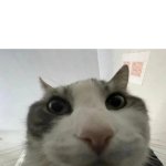 cat stare top text
