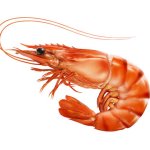 shrimp