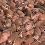 Walruses on the beach