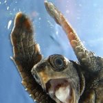 Excited Turtle