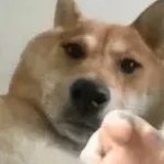 Doge point
