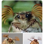 Cockchafer