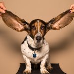 Dog Ears