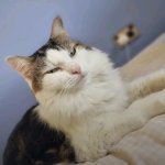 Disappointed Cat