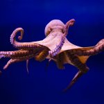 Octopus friend