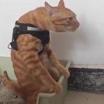 bad GIF Template