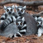 Ring Tailed Lemurs template
