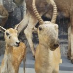 Derpy deer