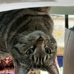 Flashback Cat