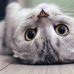 goofy upside-down cat template