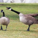 American Goose template
