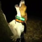dog GIF Template