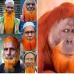 muslim   apes