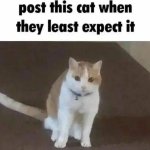 post this cat when they least expect it