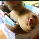 SLOTH KAM 6