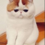 Chinese cat