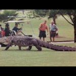Alligator walking