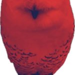 red owl
