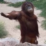 orang utan demand food