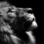 the lion doesn’t study for spanish quizzes