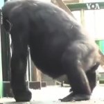 gorilla GIF Template