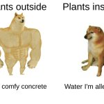 Plants | Plants outside; Plants inside; mhm comfy concrete; Water I'm allergic | image tagged in memes,buff doge vs cheems | made w/ Imgflip meme maker