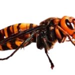 Hornet