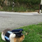 Guinea pig police