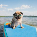 HAPPY PUG WITH SUNGLASSES