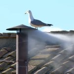 white smoke