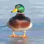 (compressed) duck standing on water