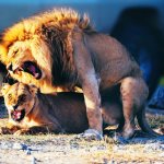 Lions Boning