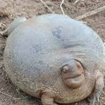 fat turtle